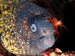 very good friends ....... symbiosis
 by Walter Bassi 